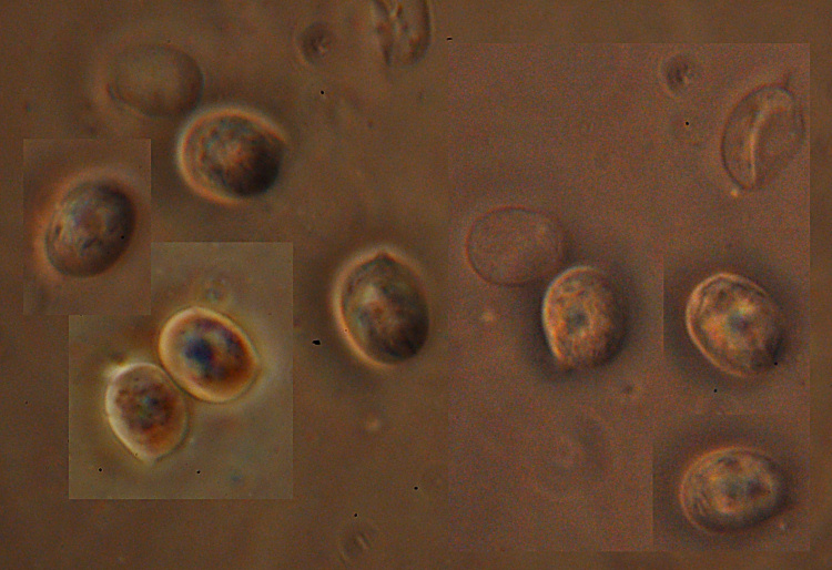 Radulomyces confluens